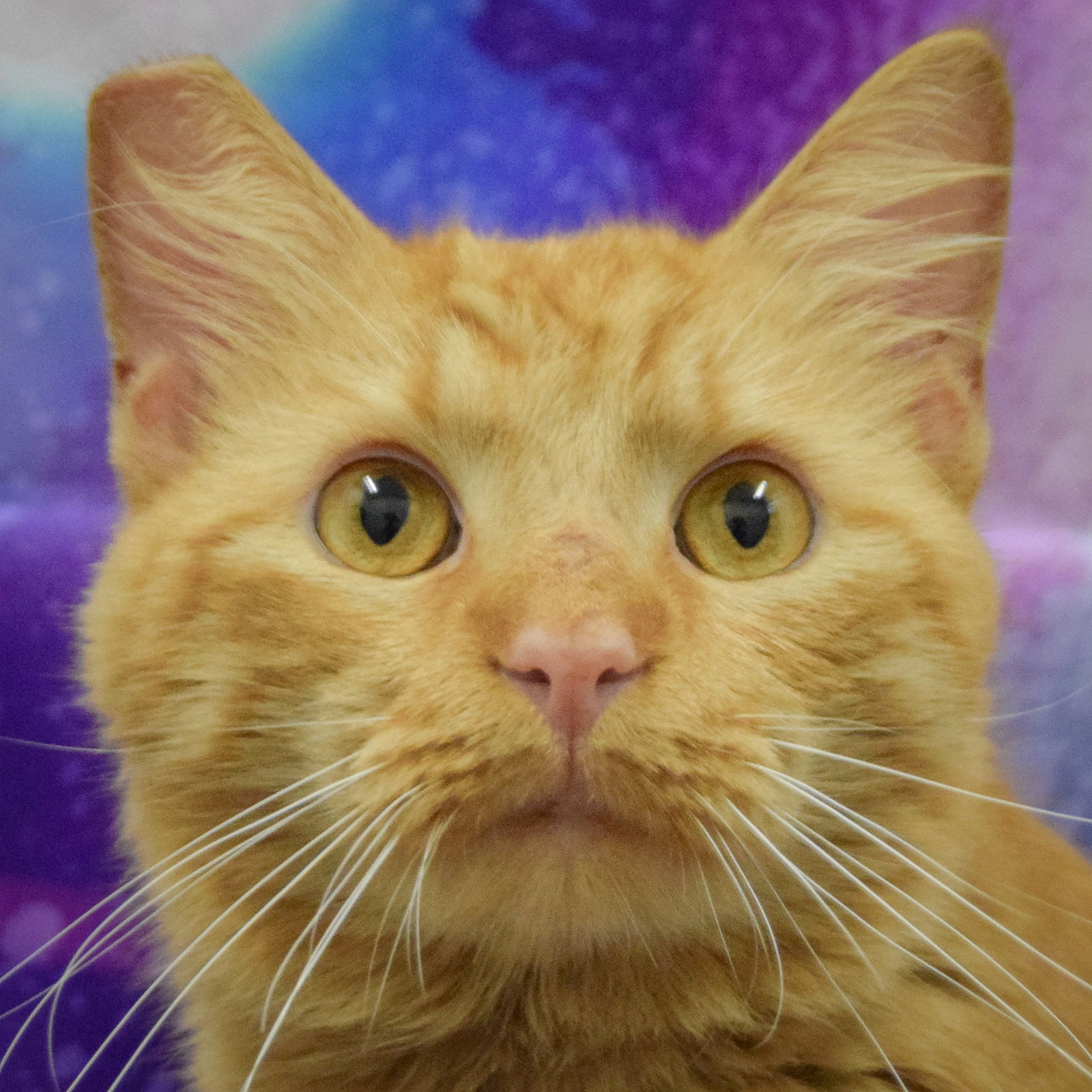 adoptable Cat in Huntley, IL named Garfield