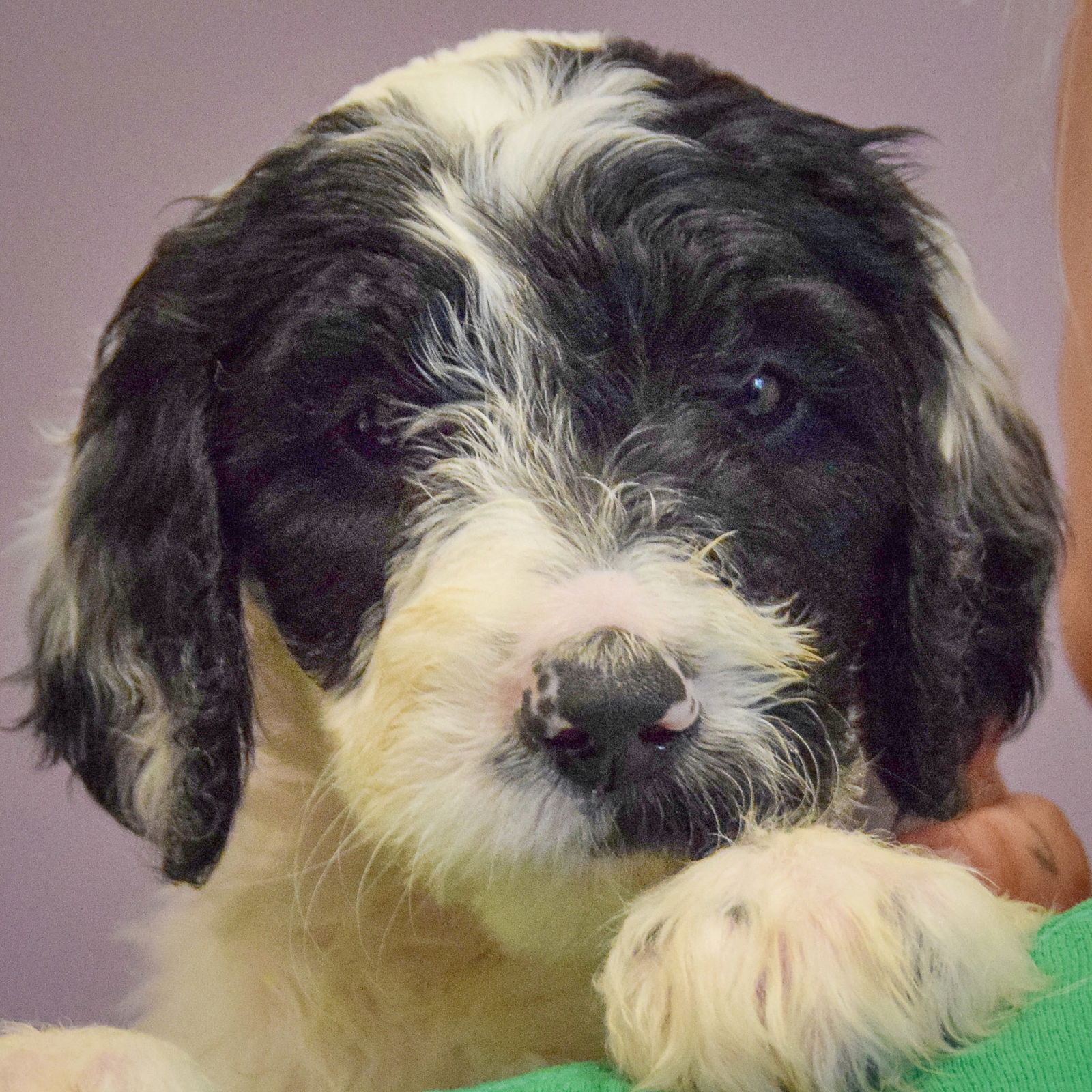 adoptable Dog in Huntley, IL named Hanley