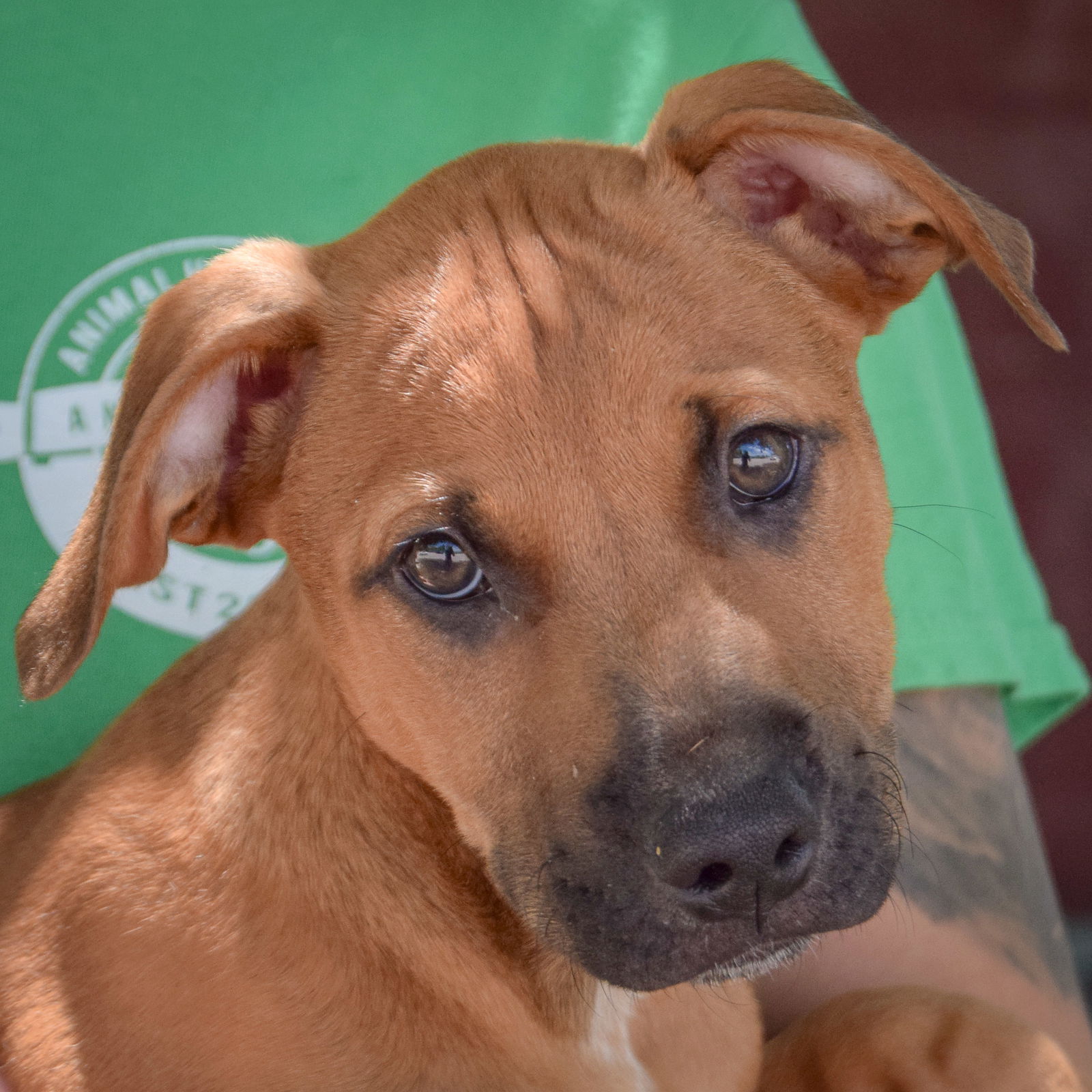 adoptable Dog in Huntley, IL named Froggy
