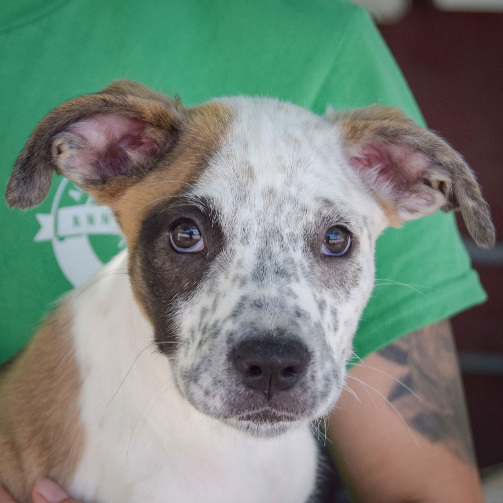 adoptable Dog in Huntley, IL named Petey