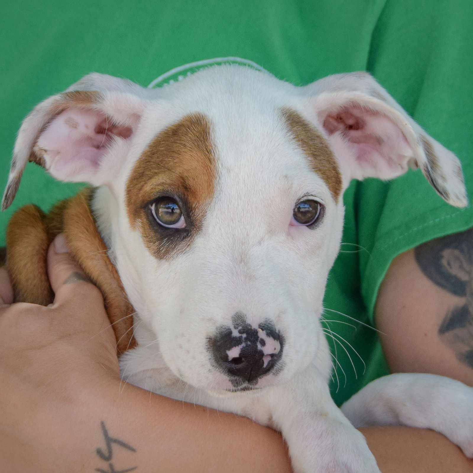 adoptable Dog in Huntley, IL named Mary
