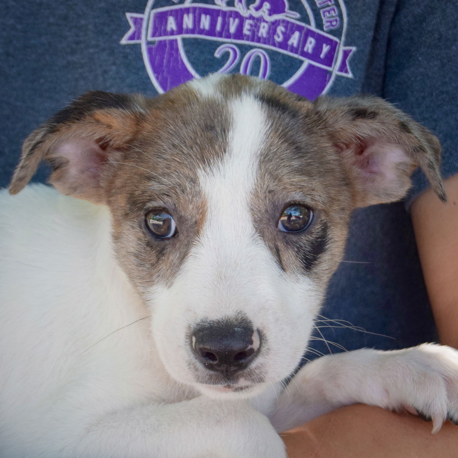 adoptable Dog in Huntley, IL named Butter