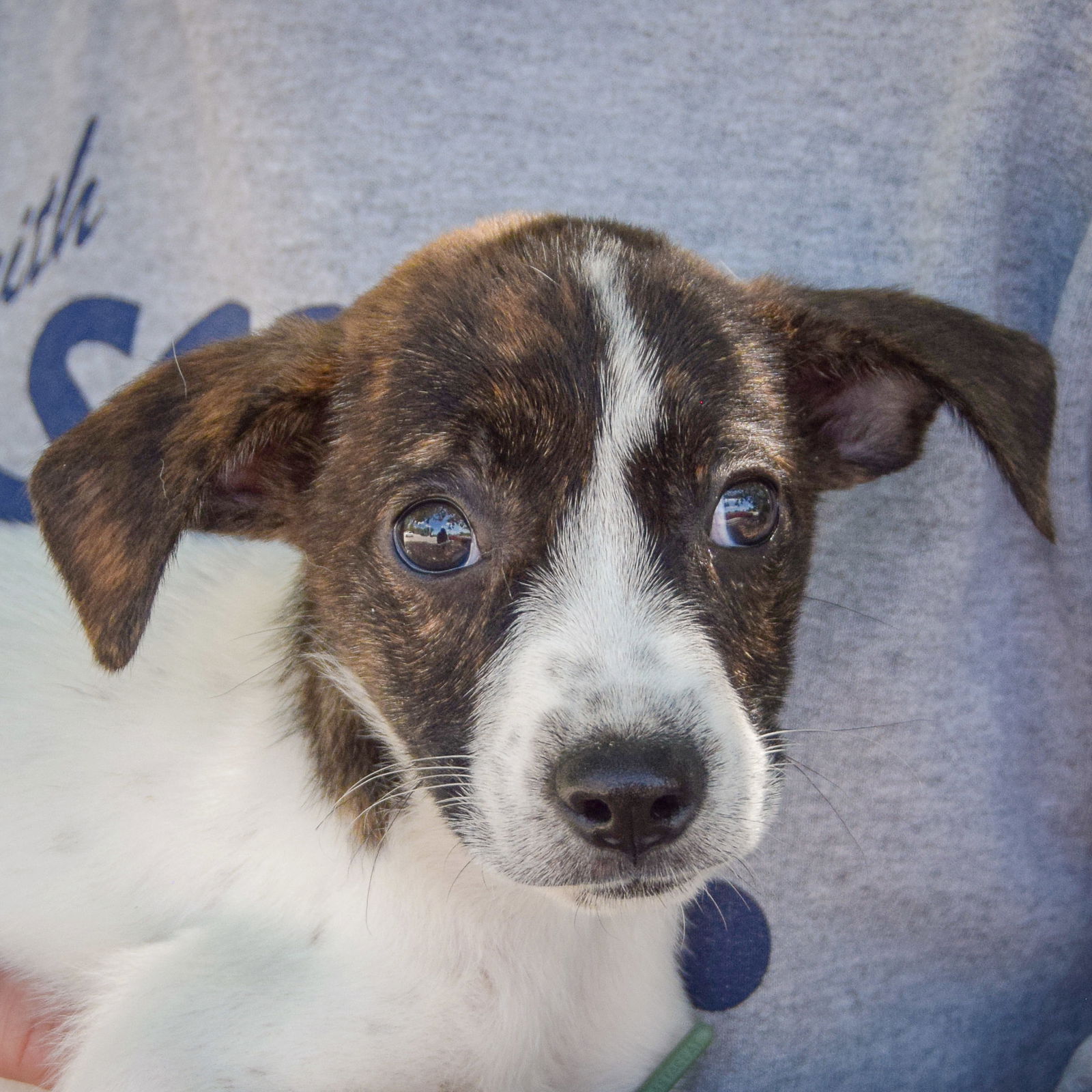 adoptable Dog in Huntley, IL named Bentley