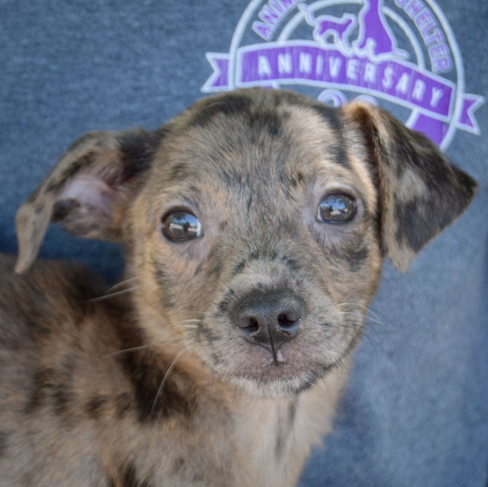 adoptable Dog in Huntley, IL named Toast