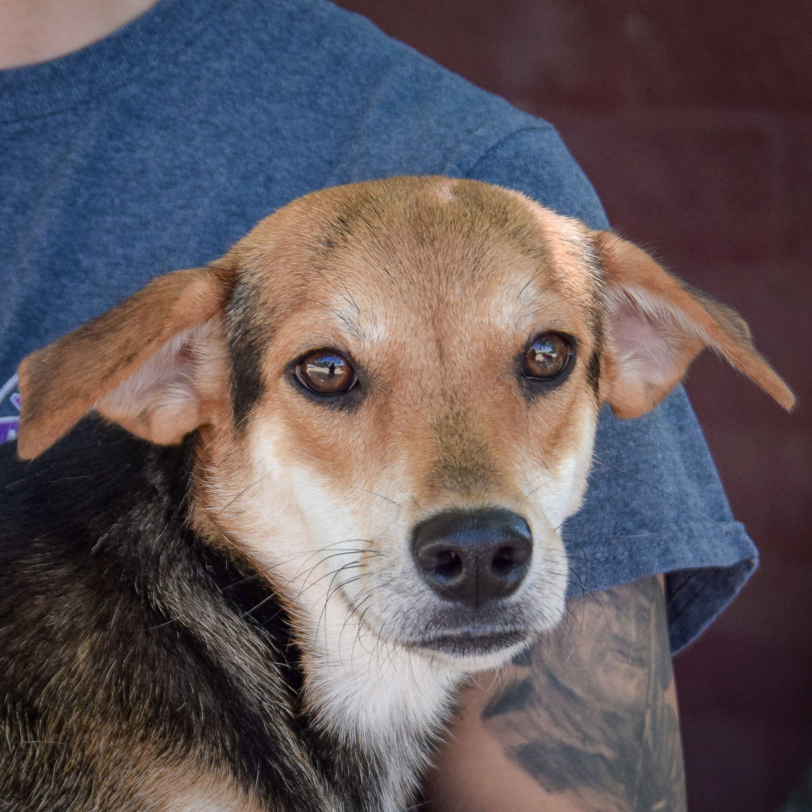 adoptable Dog in Huntley, IL named Clementine