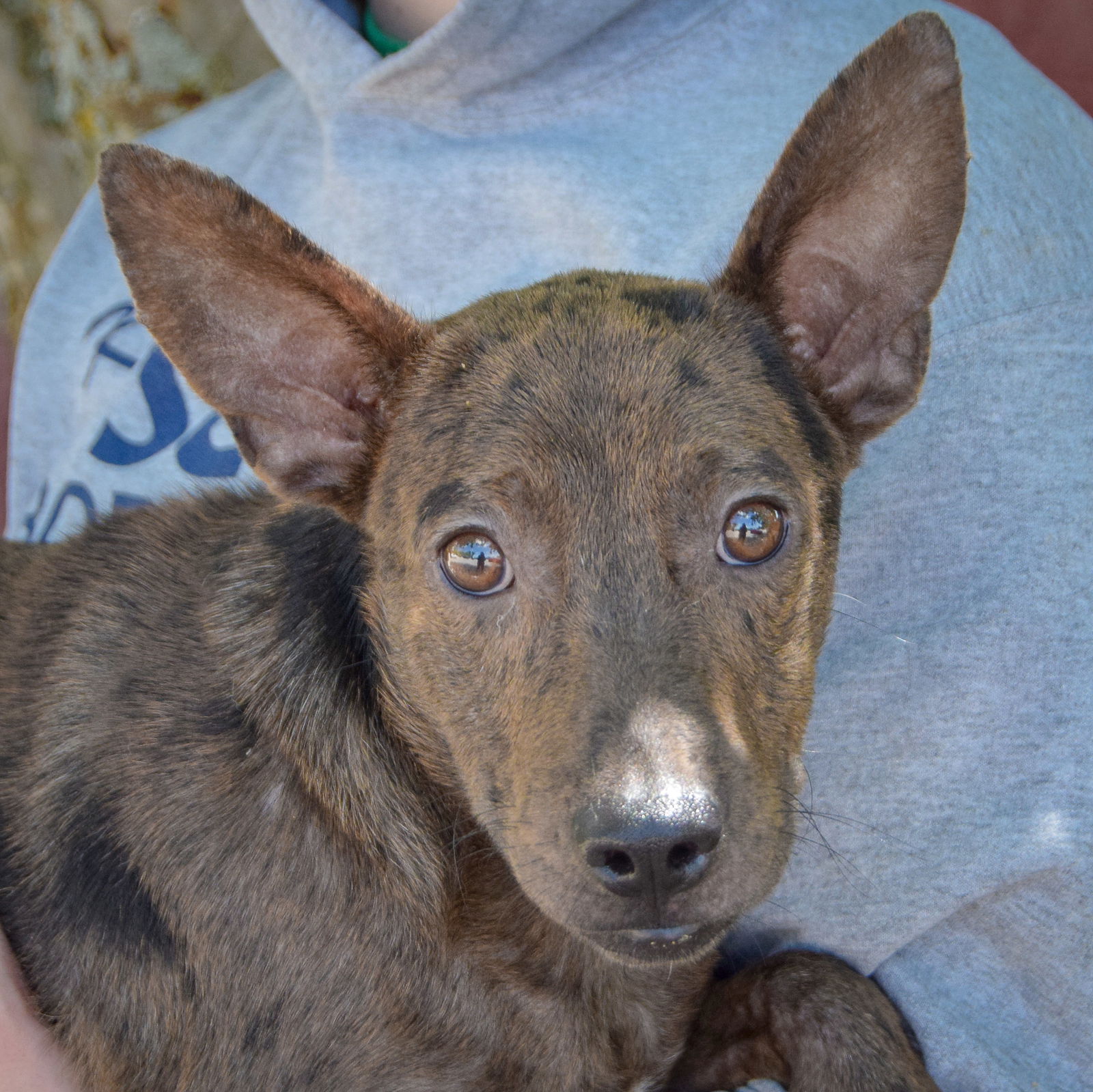 adoptable Dog in Huntley, IL named Marvin