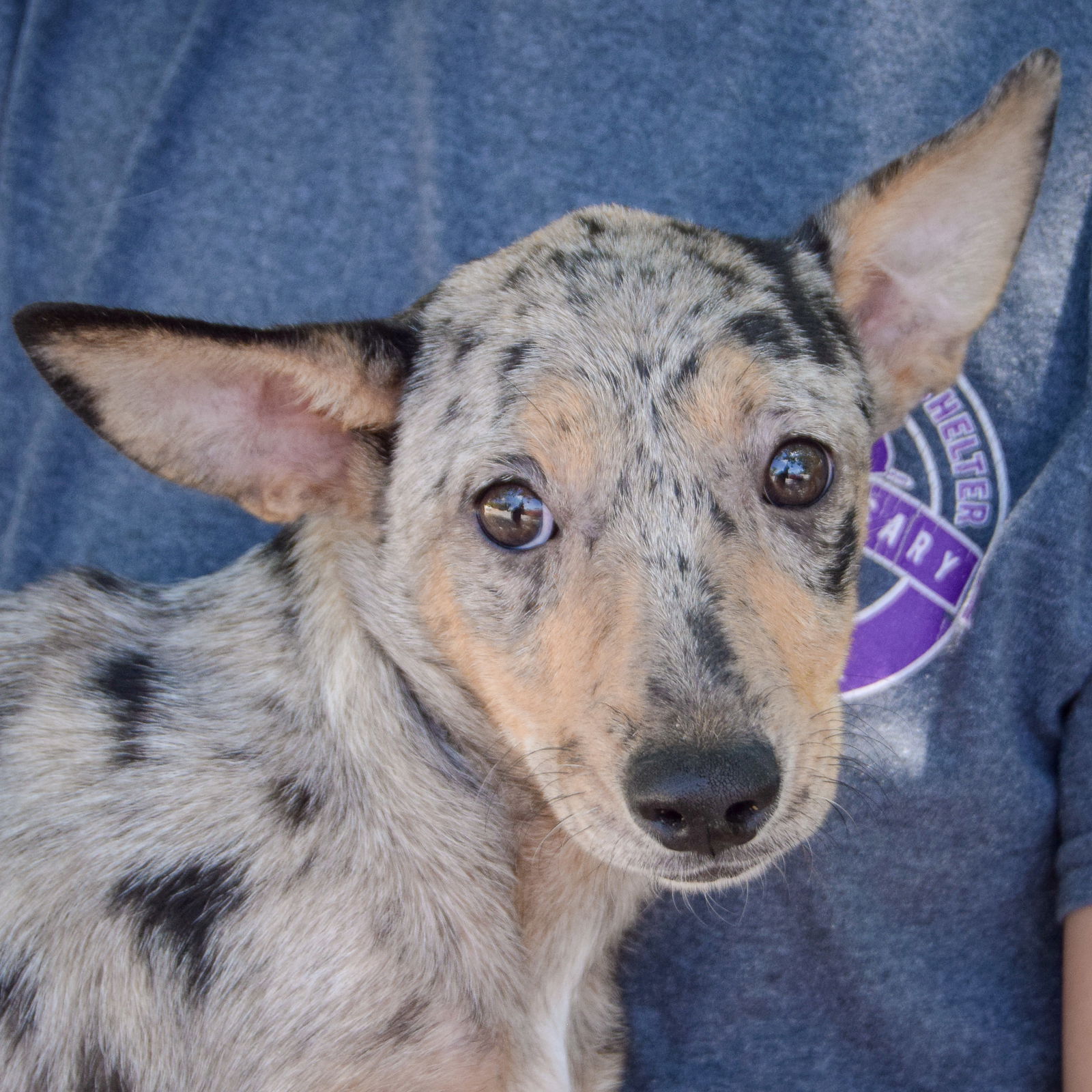 adoptable Dog in Huntley, IL named Pop Tart