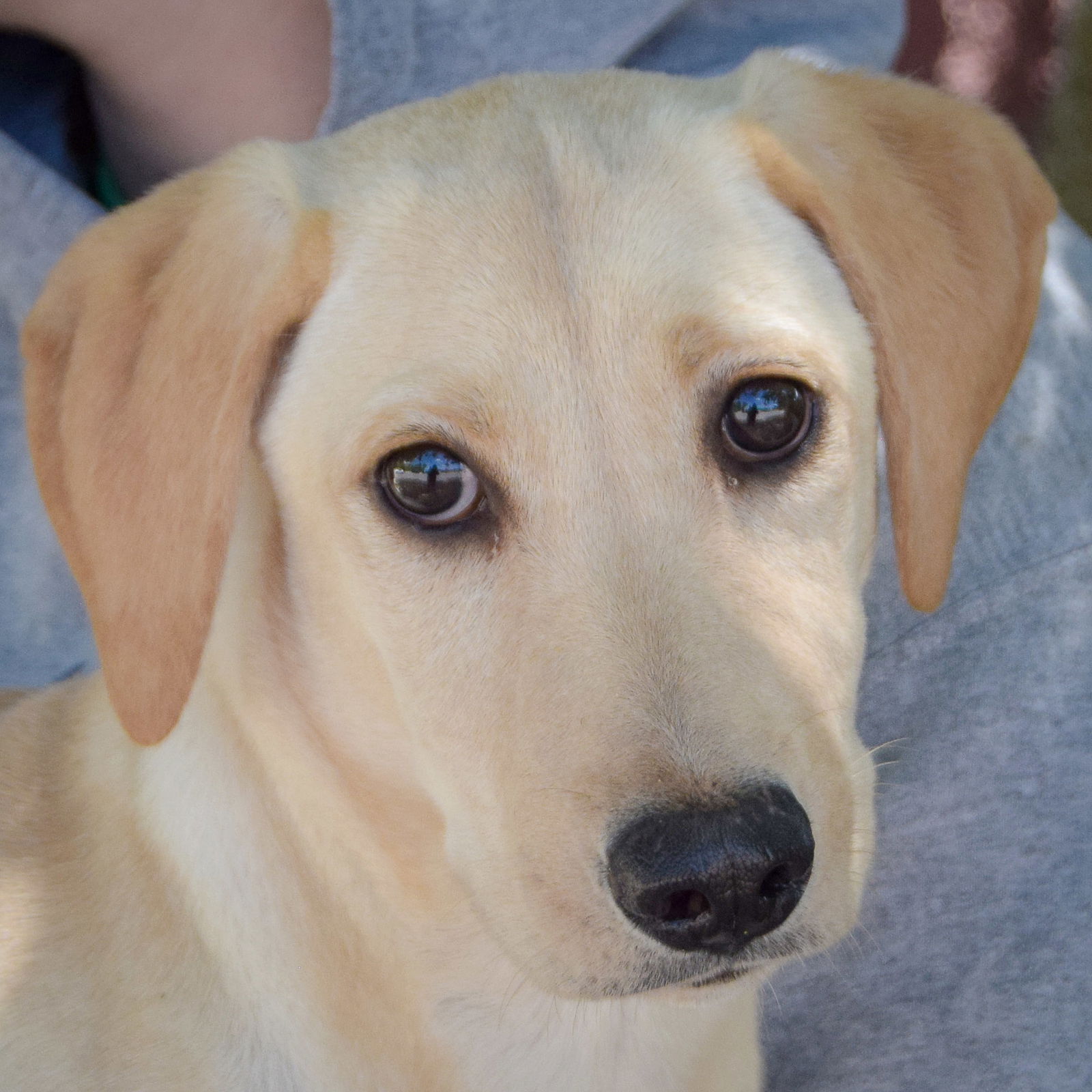 adoptable Dog in Huntley, IL named Tangi