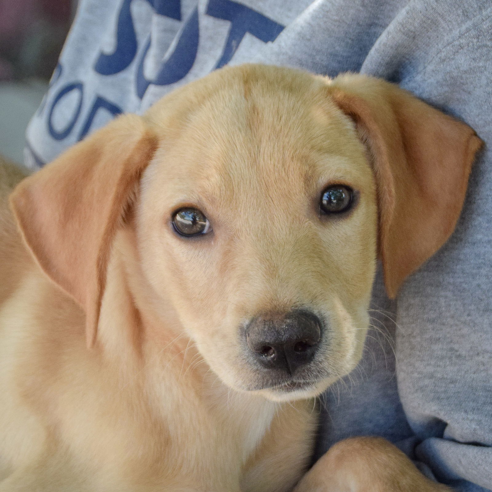 adoptable Dog in Huntley, IL named Waffle