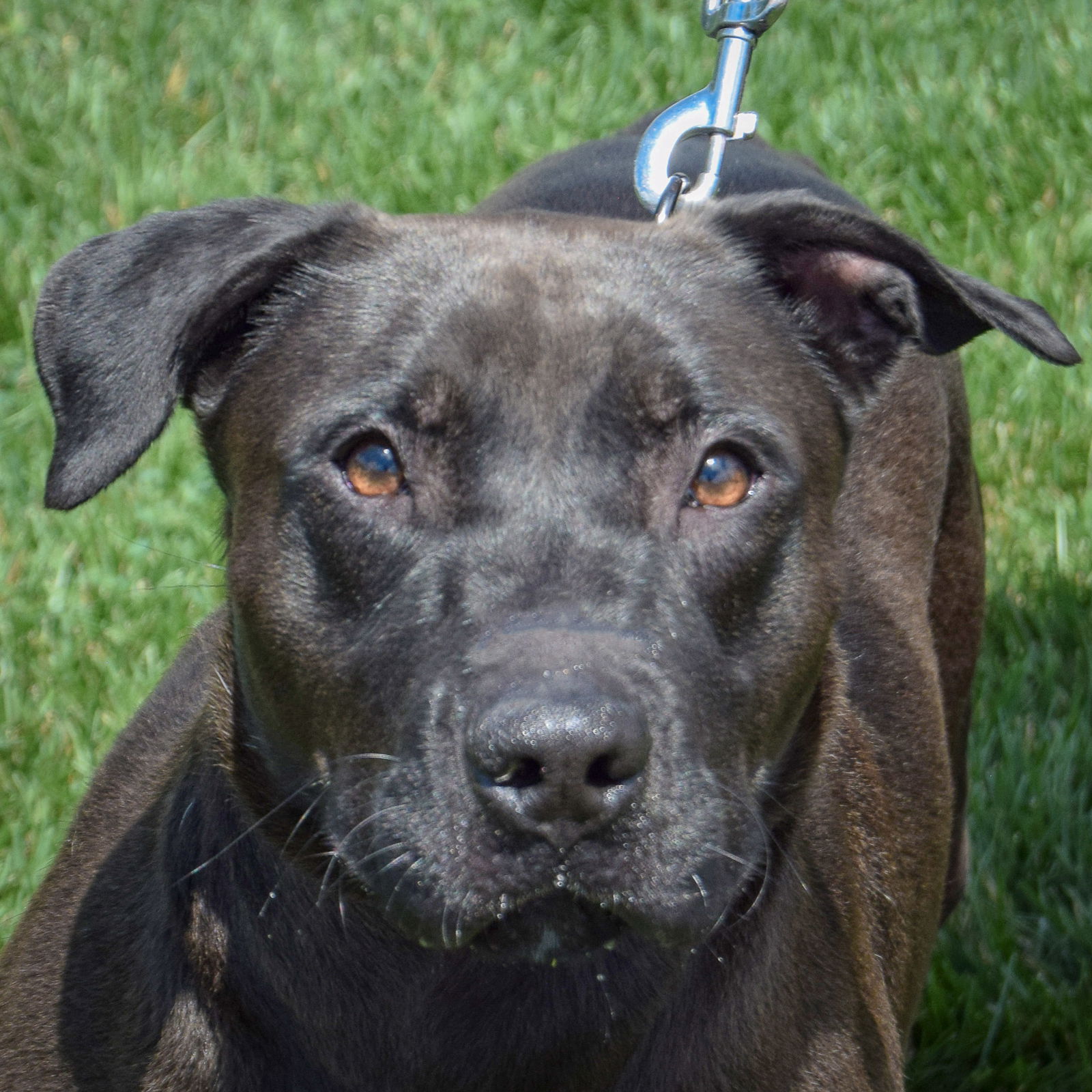 adoptable Dog in Huntley, IL named Steven