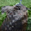 adoptable Dog in huntley, IL named Steven