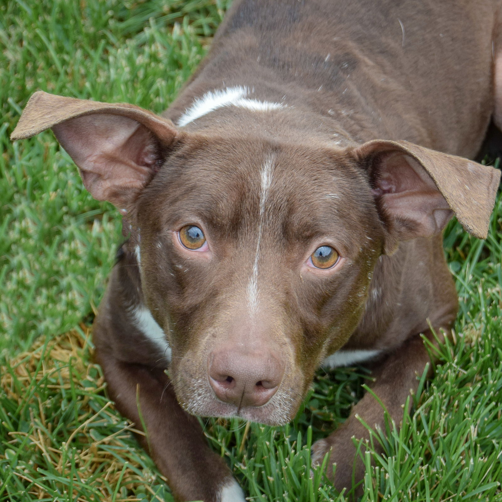 adoptable Dog in Huntley, IL named Baby Boy