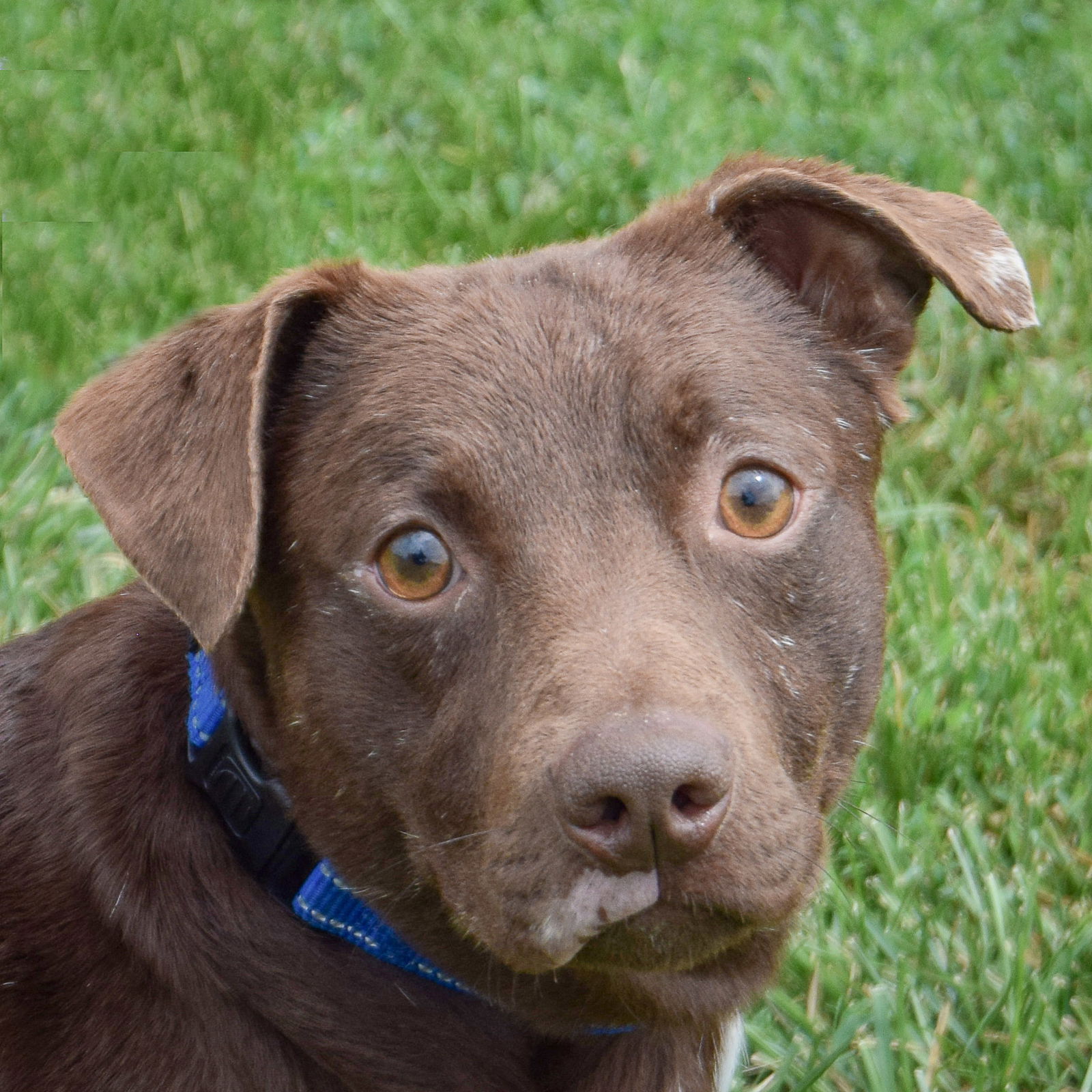 adoptable Dog in Huntley, IL named Rascal