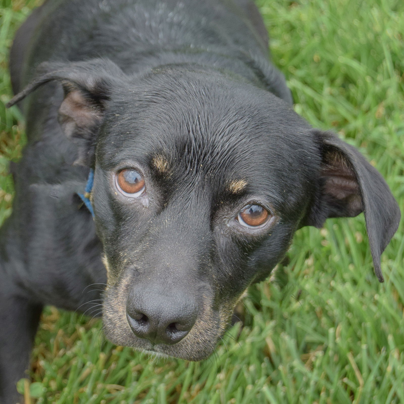 adoptable Dog in Huntley, IL named Runt