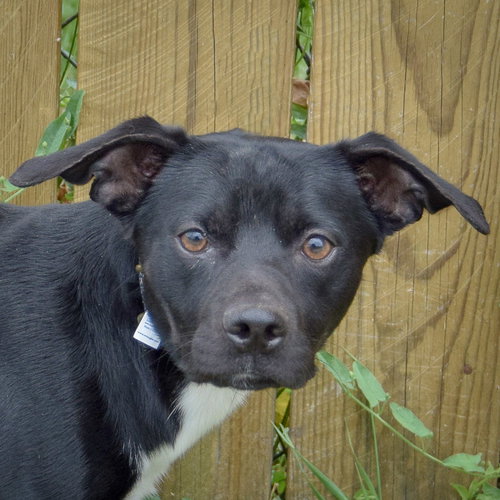 STAN - Chihuahua / Beagle available for adoption