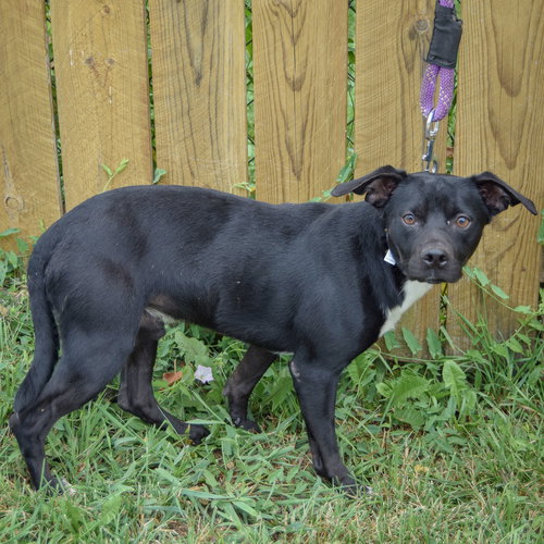 STAN - Chihuahua / Beagle available for adoption
