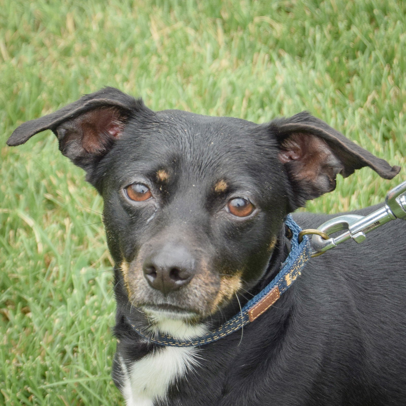 adoptable Dog in Huntley, IL named Thunder