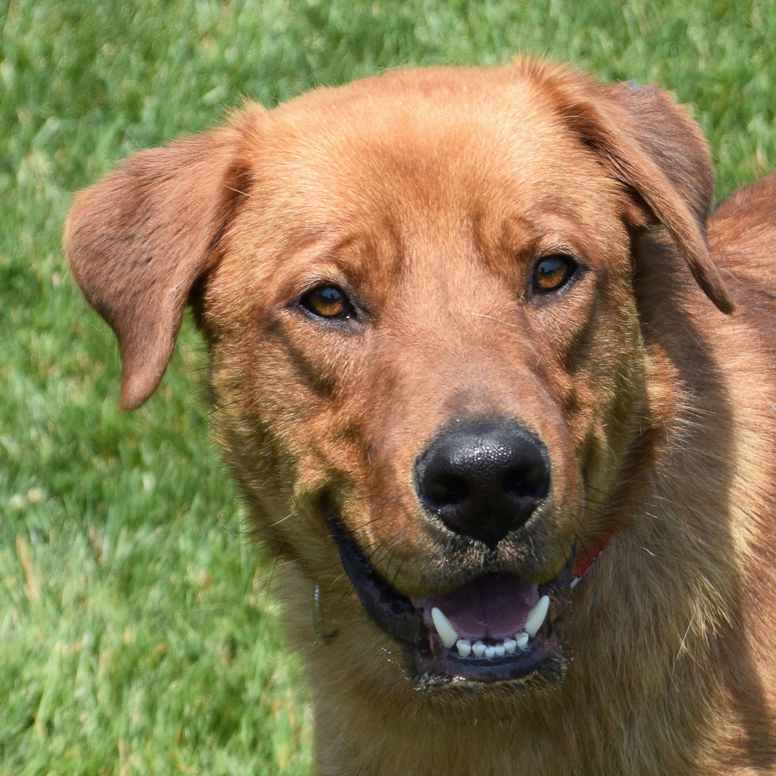 adoptable Dog in Huntley, IL named Mufasa