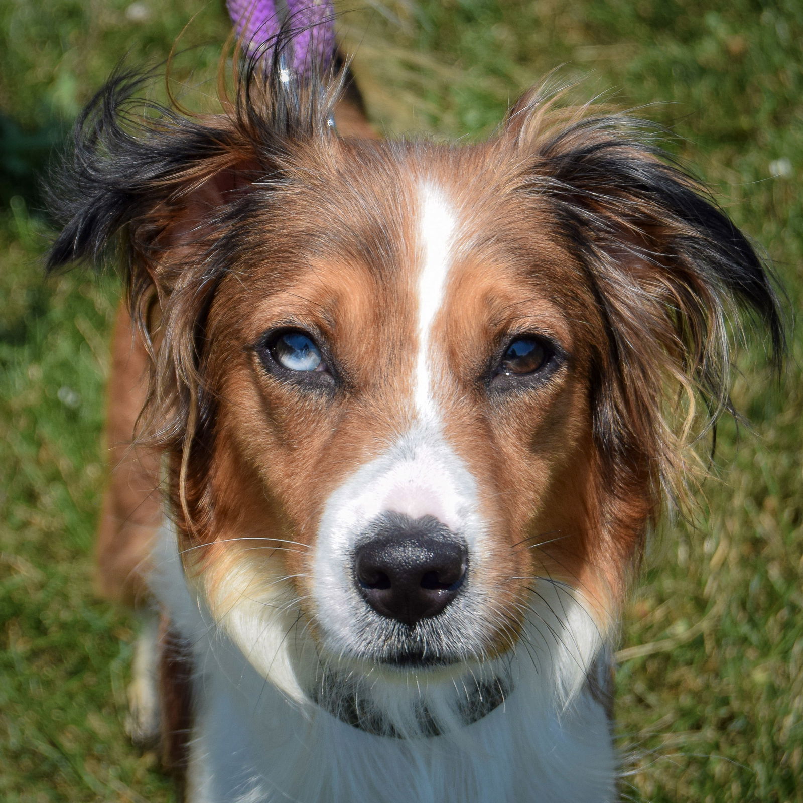 adoptable Dog in Huntley, IL named Gussie