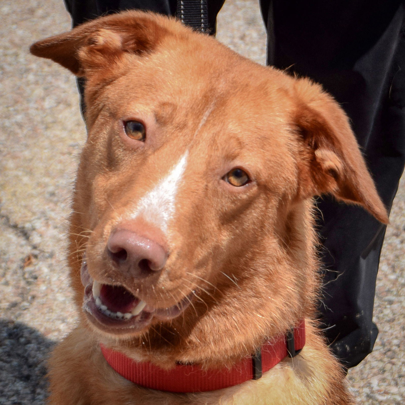 adoptable Dog in Huntley, IL named Clifford