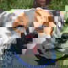 adoptable Dog in  named Wiley