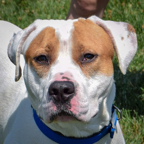 WILEY - American Staffordshire Terrier / American Bulldog available for adoption