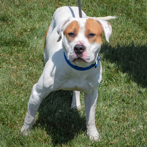 WILEY - American Staffordshire Terrier / American Bulldog available for adoption
