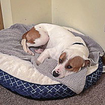 Wiley photo 6