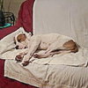Wiley - Photo 9