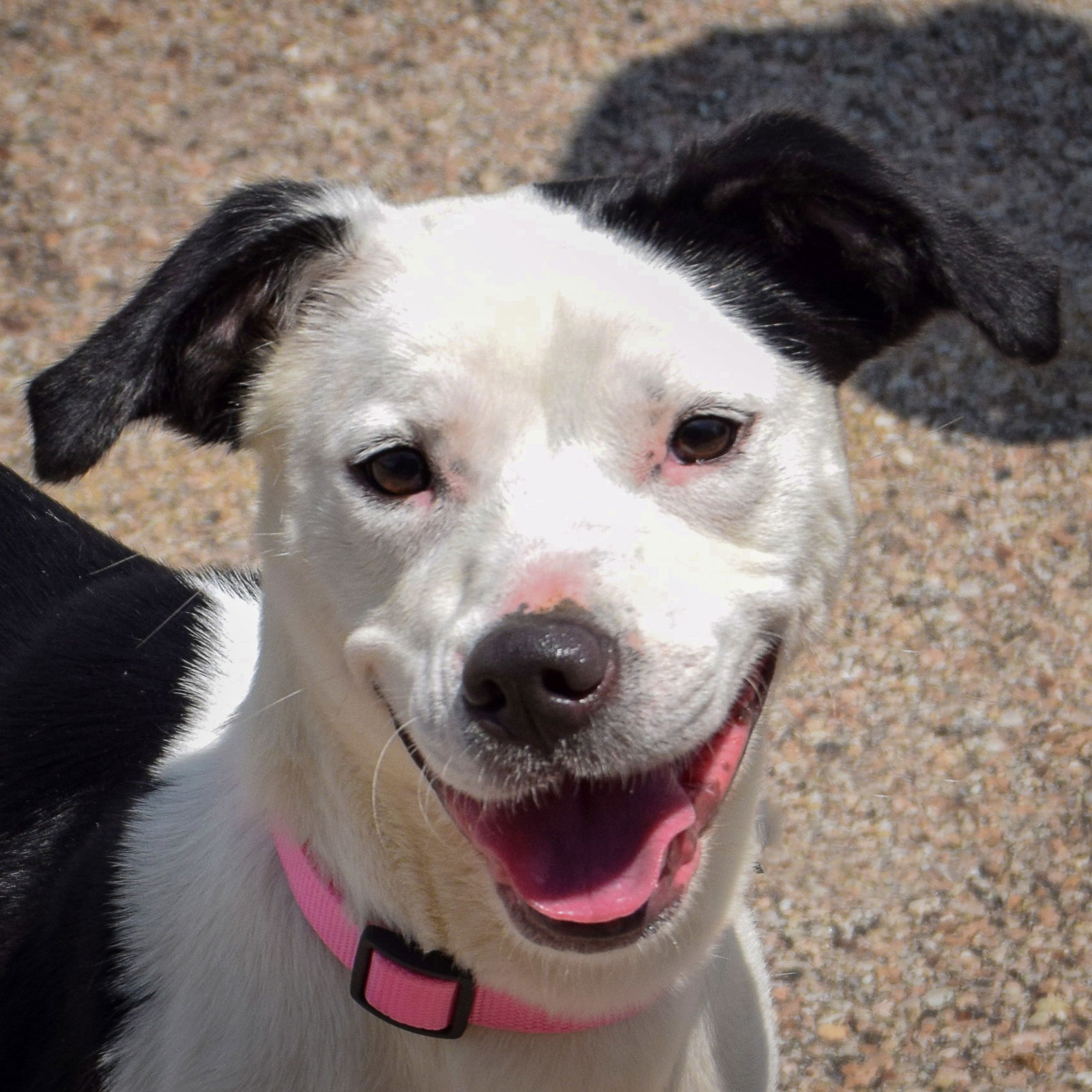 adoptable Dog in Huntley, IL named Gertie