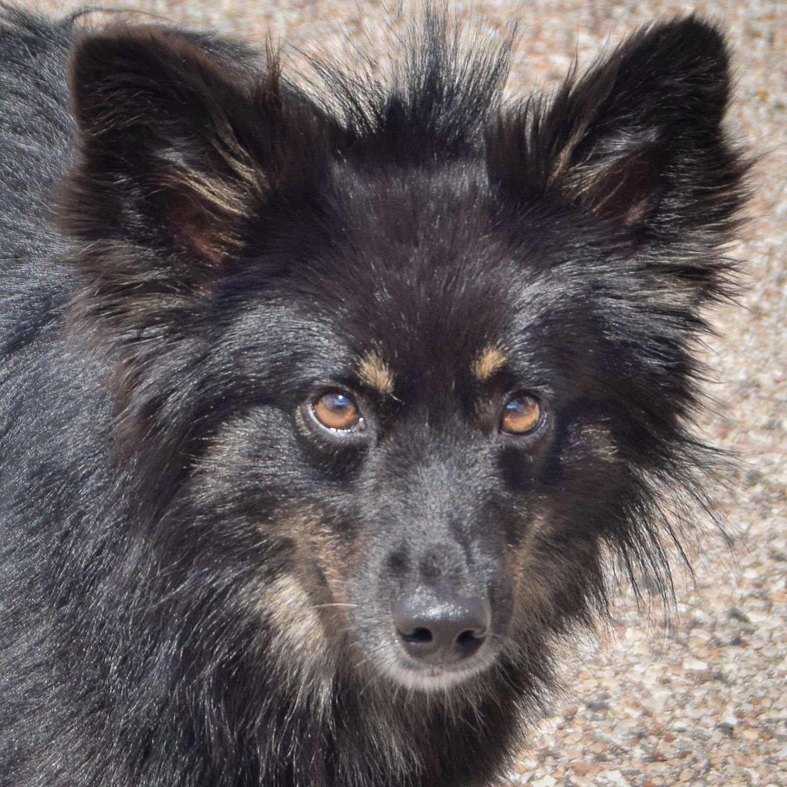adoptable Dog in Huntley, IL named Diesel