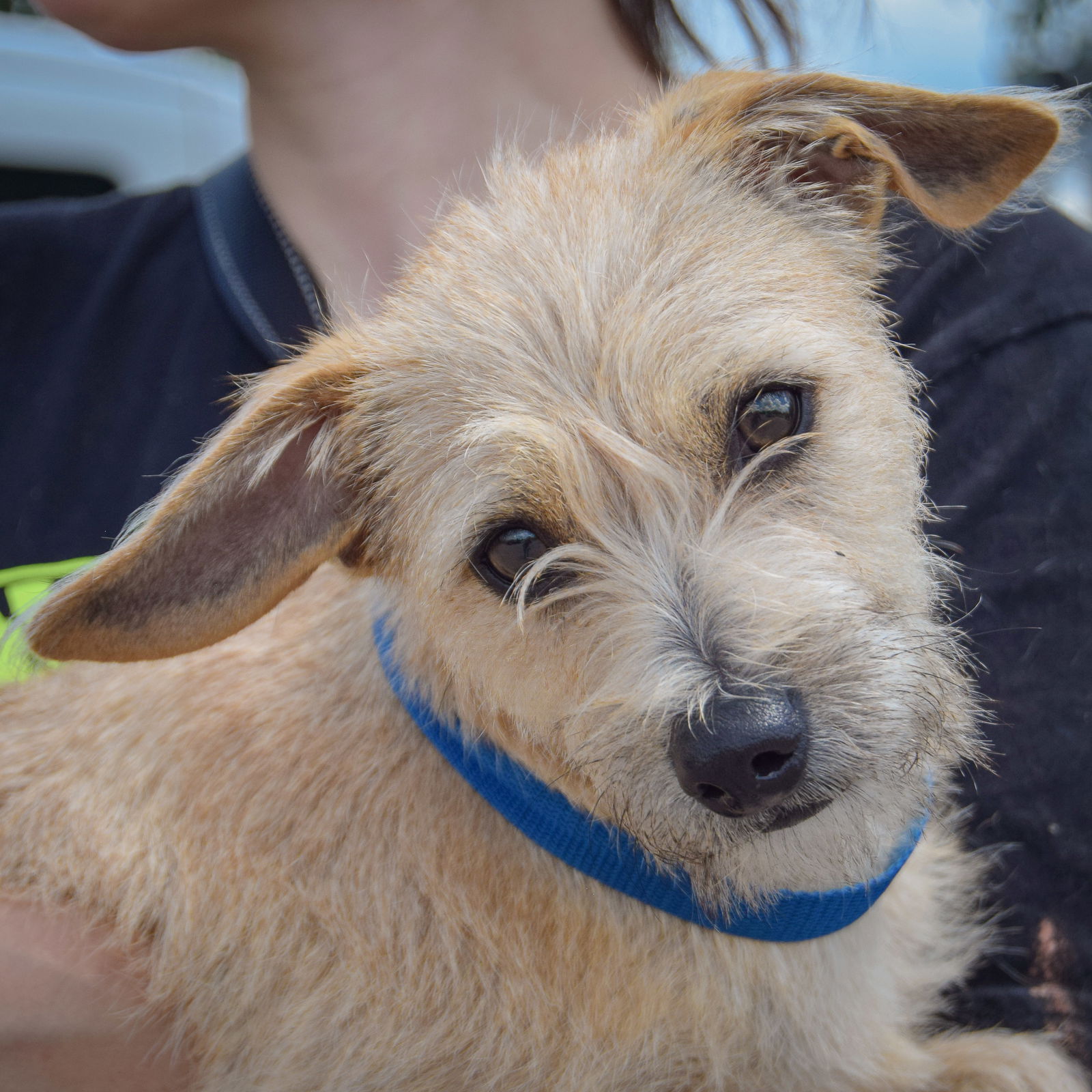 adoptable Dog in Huntley, IL named Zeus