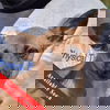 adoptable Dog in huntley, IL named Sabritas