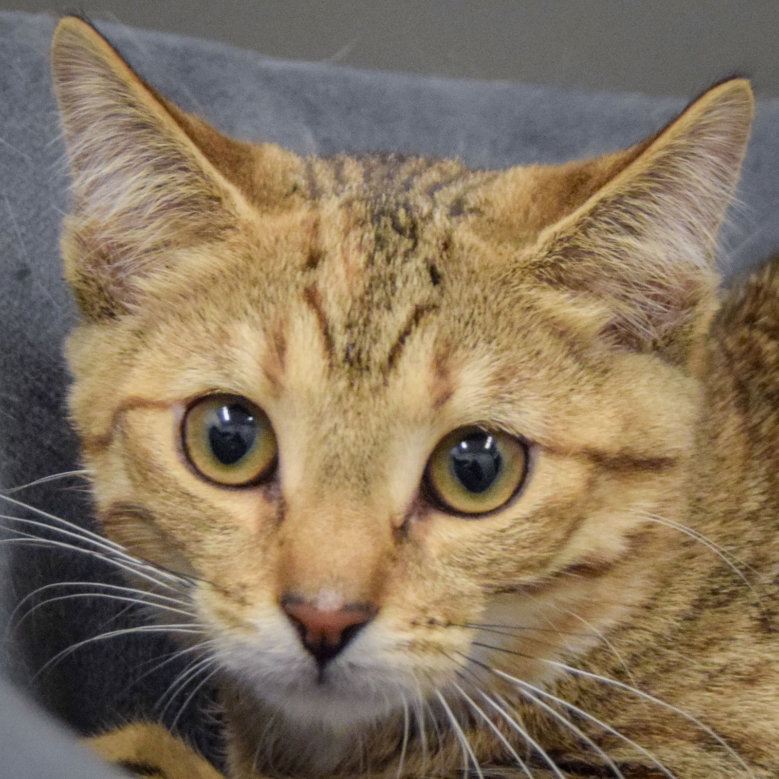 adoptable Cat in Huntley, IL named Cleo