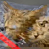 adoptable Cat in Huntley, IL named Cleo