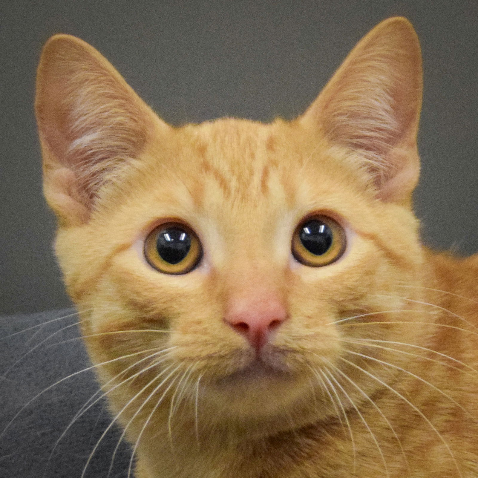 adoptable Cat in Huntley, IL named Crush