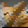 adoptable Cat in  named Crush
