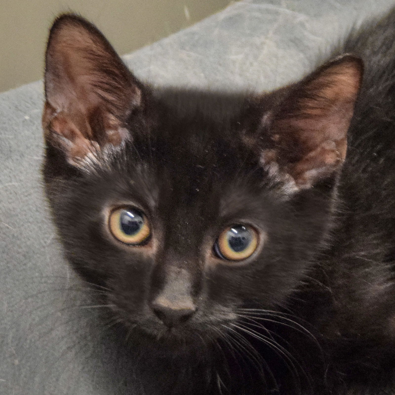 adoptable Cat in Huntley, IL named Clint