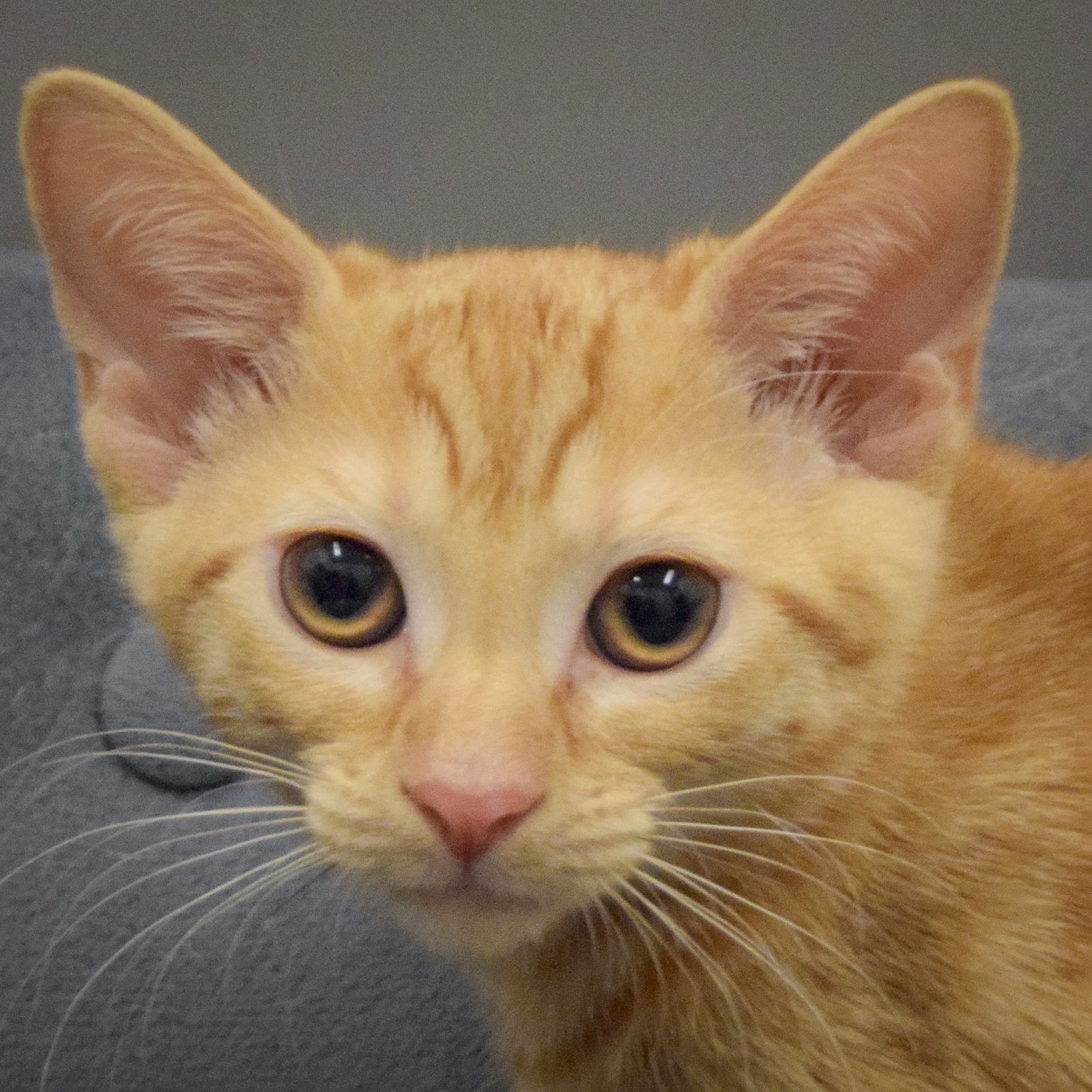 adoptable Cat in Huntley, IL named Lucy