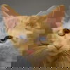 adoptable Cat in  named Lucy