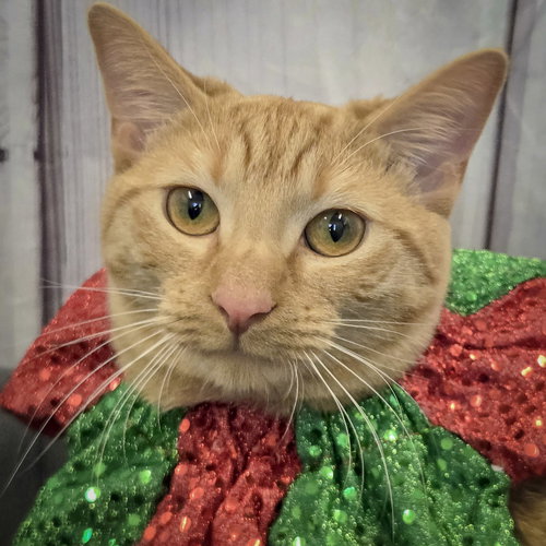 picture of the cat needing adoption