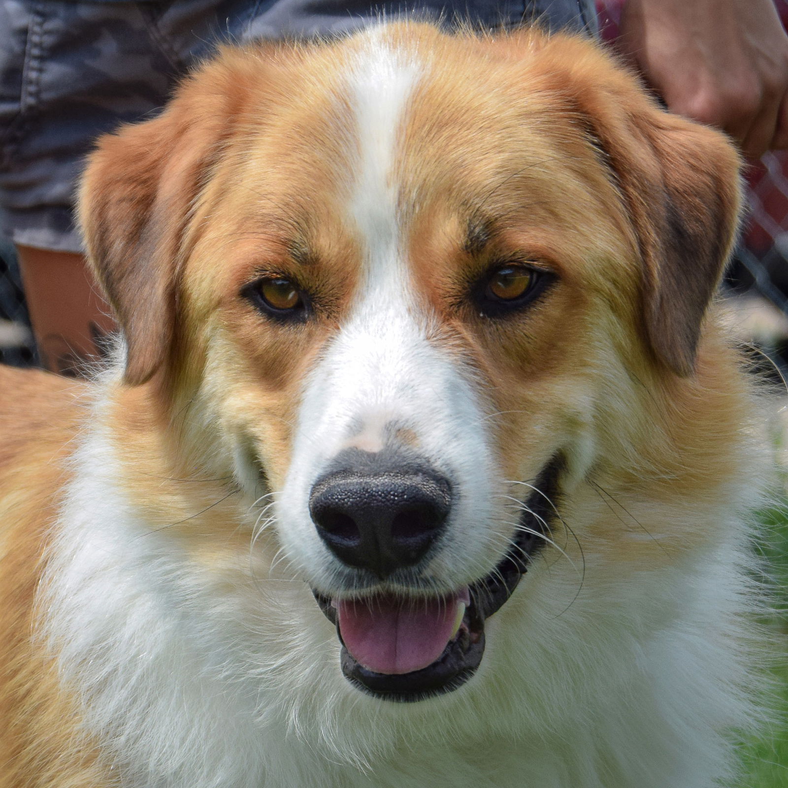 adoptable Dog in Huntley, IL named Bubba