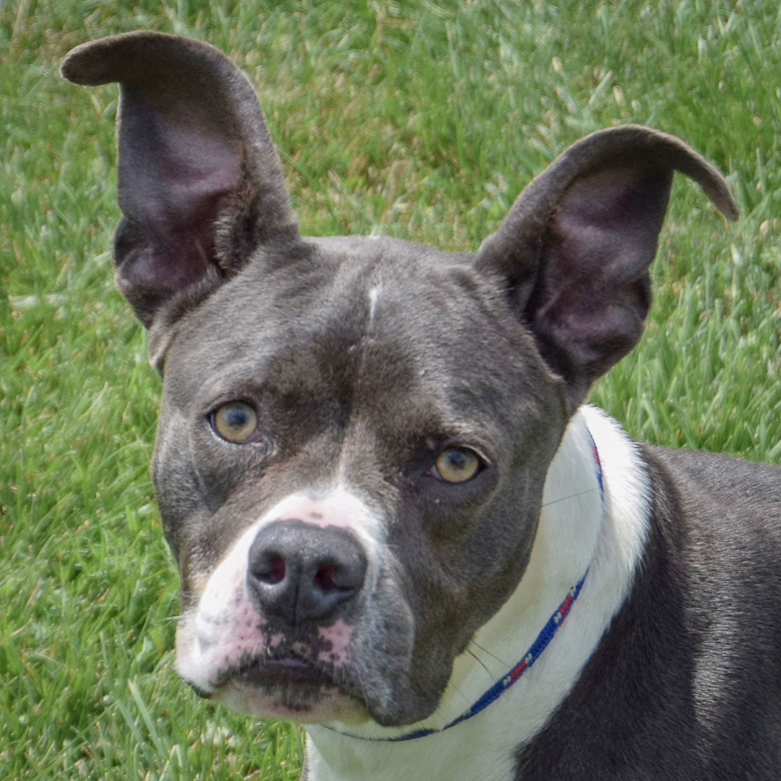 adoptable Dog in Huntley, IL named Miss Wiggles