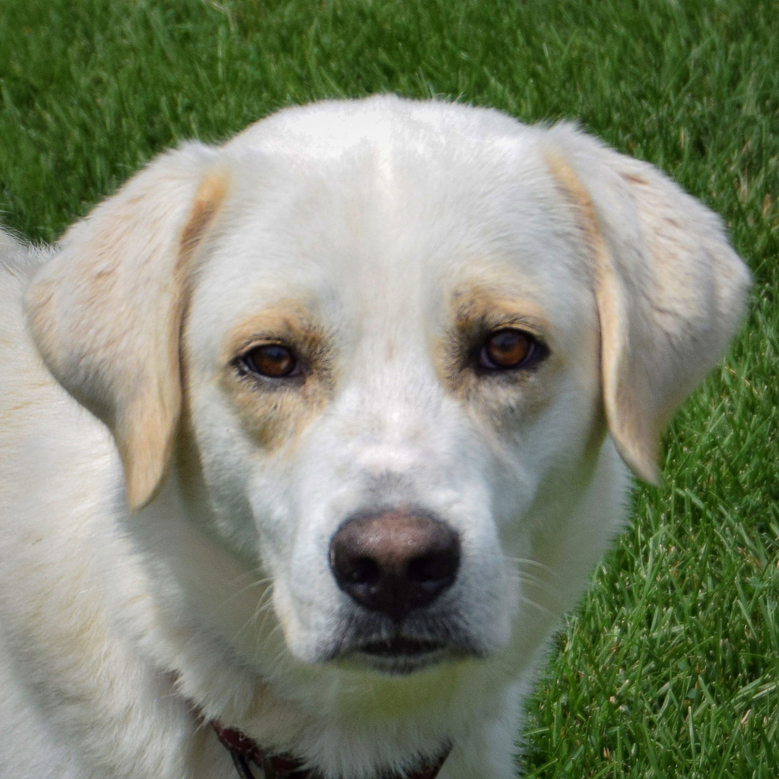 adoptable Dog in Huntley, IL named Moe