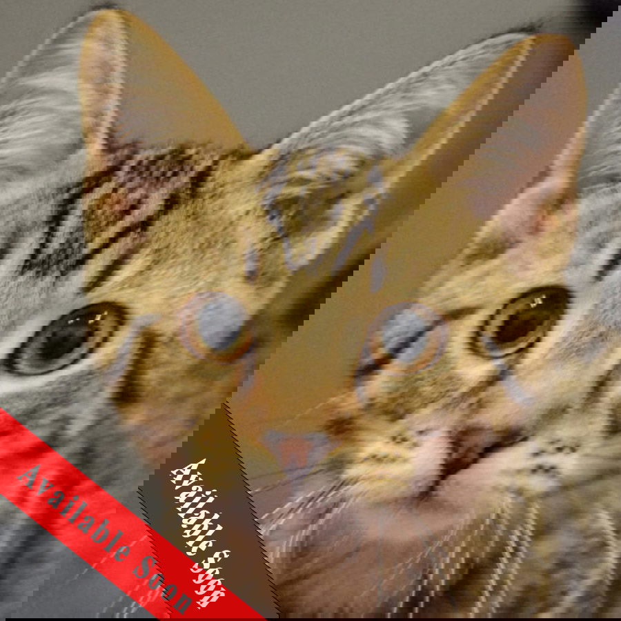 adoptable Cat in Huntley, IL named Harry