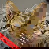 adoptable Cat in  named Harry