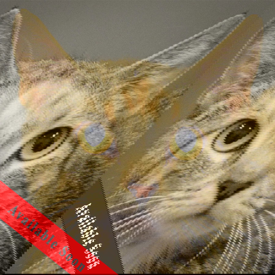 adoptable Cat in Huntley, IL named Sugar