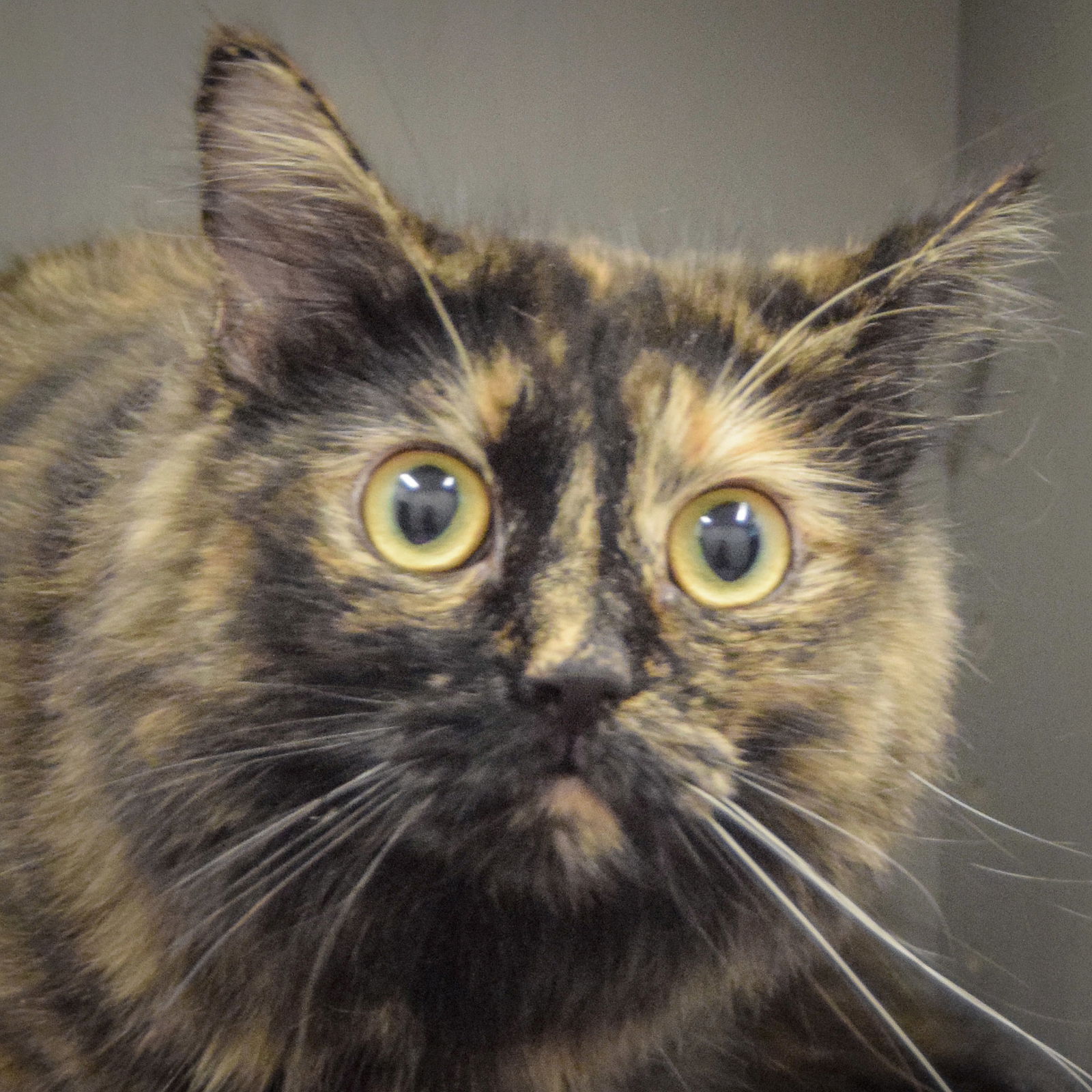 adoptable Cat in Huntley, IL named Sunkist