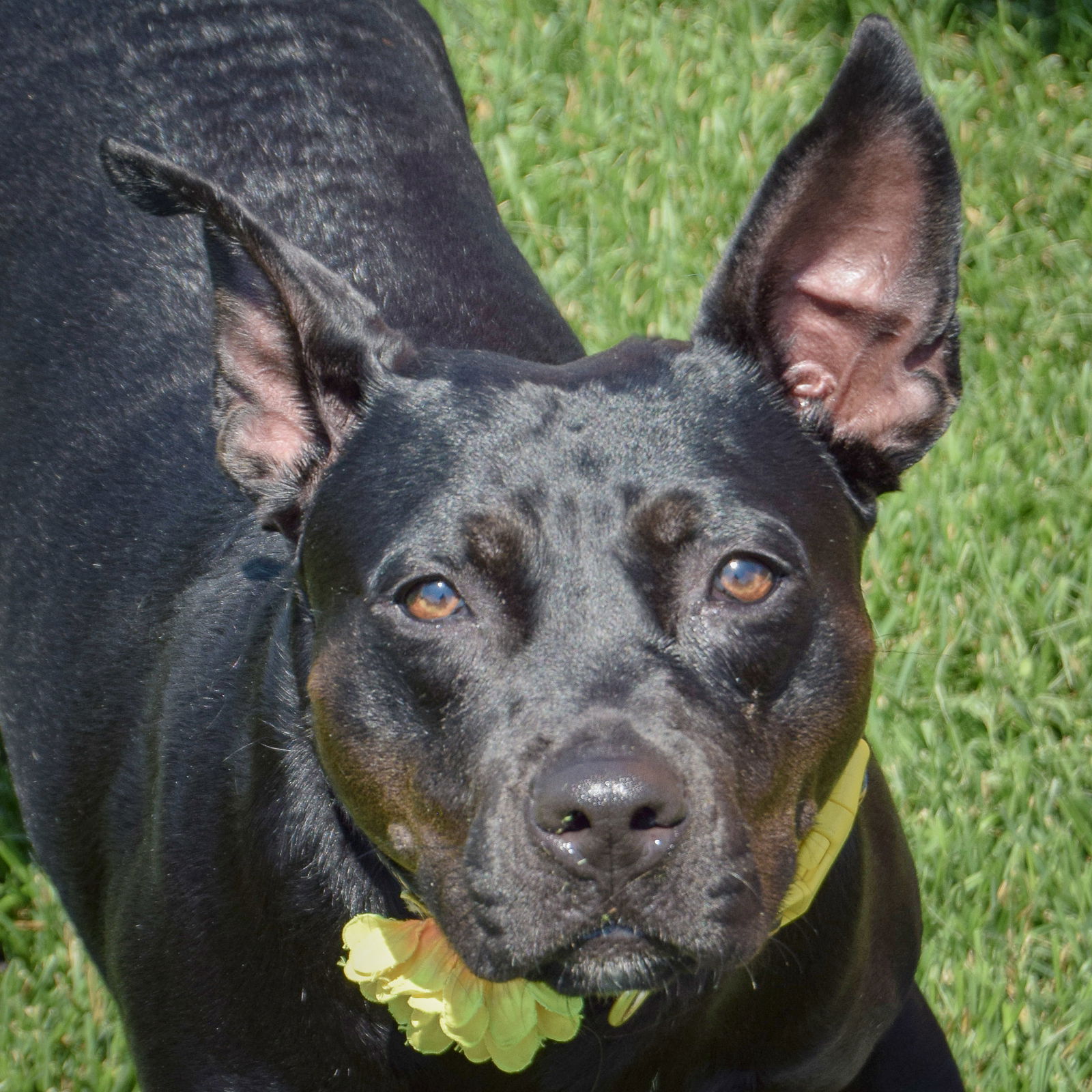 adoptable Dog in Huntley, IL named Bella