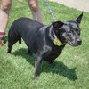 Bella - Photo 5